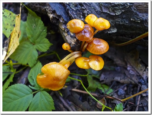 ojibway mushrooms fall 2011-141