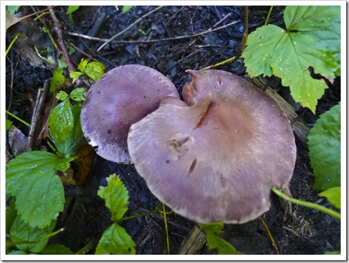 ojibway mushrooms fall 2011-27