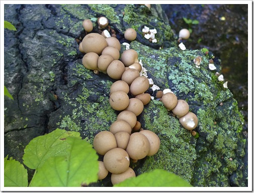 ojibway mushrooms fall 2011-34