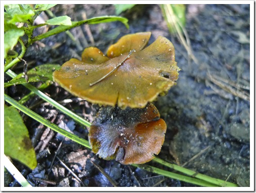 ojibway mushrooms fall 2011-64